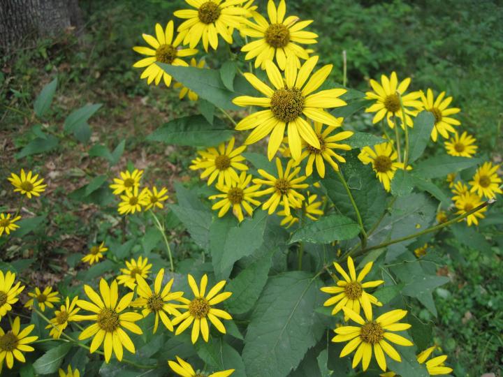 Heliopsis